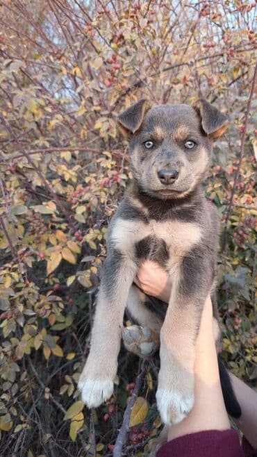 щенок немецкой овчарки цена: Щенок метис средних пород ДЕВОЧКА - Возраст: щенок (примерно 2–3 — 2