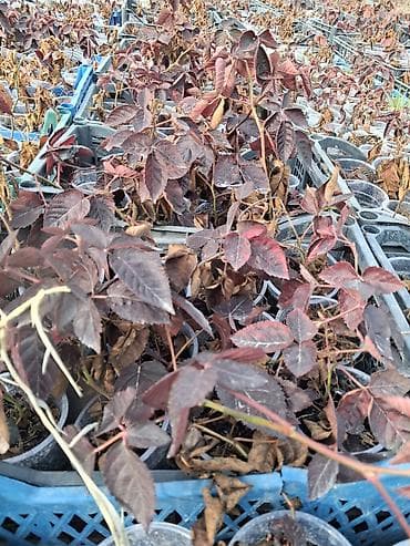 Промышленная химия: Саженцы ежевики БЛЕК ДЖЕМ в стаканах - Молодые кустики ежевики в — 2