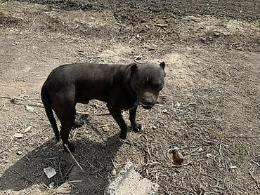 собака беловодск: Бойцовая собака Питбуль 
2лет — 3