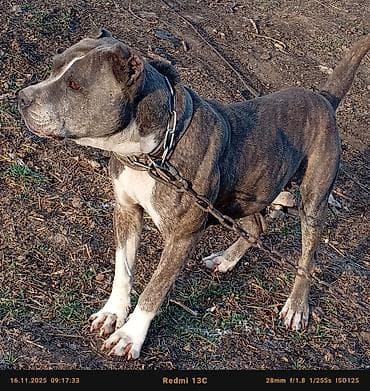 белый питбуль цена: Питбуль, 4 года, Самка — 3