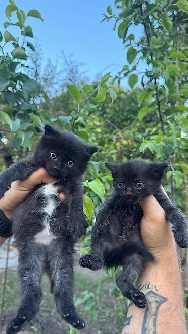 черные котята купить: Черные котята ищут дом 🖤 2 мальчика и 1 девочка. Очень ласковые — 1