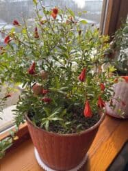 саженцы плодовых деревьев купить: Молодой саженец граната в горшке, готовый к пересадке или выращиванию — 3