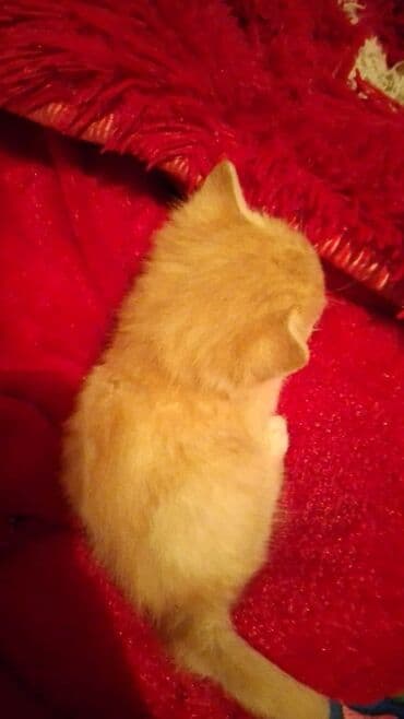 кошка мышык: Котята, домашние, пушистые. - Окрас: рыжий (несколько малышей разных — 1