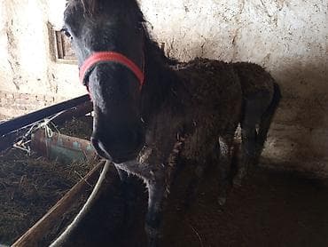 Зоотовары: Продаю | Жеребец | На забой, Для разведения — 10