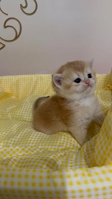 кошка тайская: Породистые котята золотого окраса - Милые короткошёрстные котята — 1