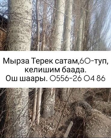 Саженцы at lalafo.kg Саженцы