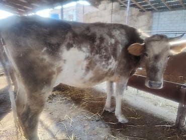 Продаю | Корова (самка) | Для молока | Привязанные