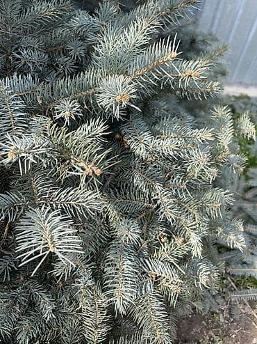 уй емеректер: 🌲 Продаётся роскошная голубая ель 🌲 Настоящее украшение любого двора! — 4