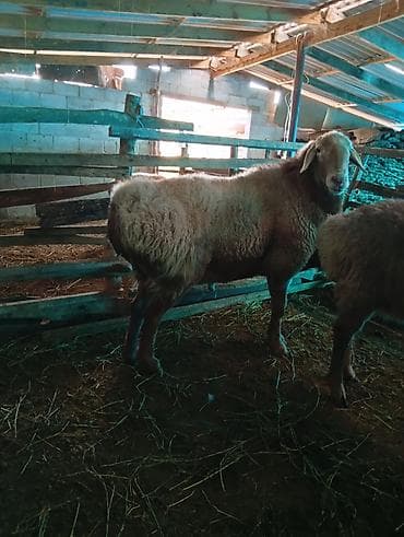 Баран, овца: Продаю | Баран (самец) | Для разведения | Племенные — 5