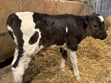 купить французского бульдога: Продаю | Бык (самец), Музоо, торпок | Голштин | На откорм, На забой, Для разведения — 1