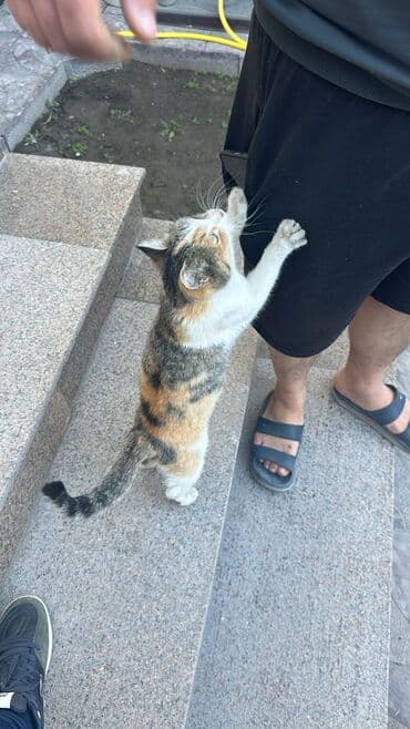 шотландские вислоухие котята в бишкеке: Беспородная, 5 месяцев, Девочка, Белый, Кастрирована, Приучена к лотку, Проглистована — 29