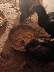 продажа домашних животных: Сатам | Тооктор, Балапандар | Дакан | Тебиштирүү үчүн — 4