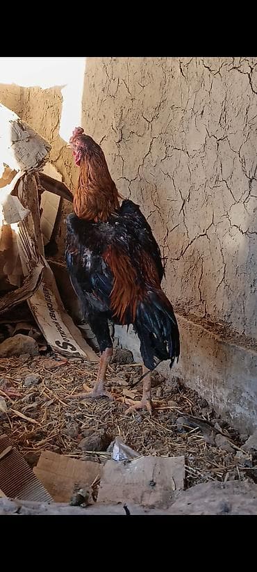 клетки для птицы: Дакан короз бойу чон жожо короз сатылат — 3