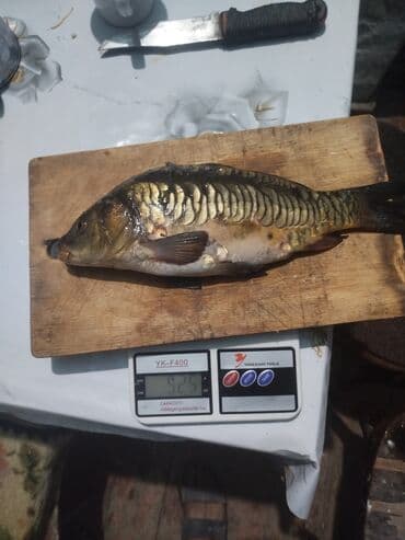 Рыба, вылов местный. На фото — карп/(чешуйчатый и зеркальный), каждый