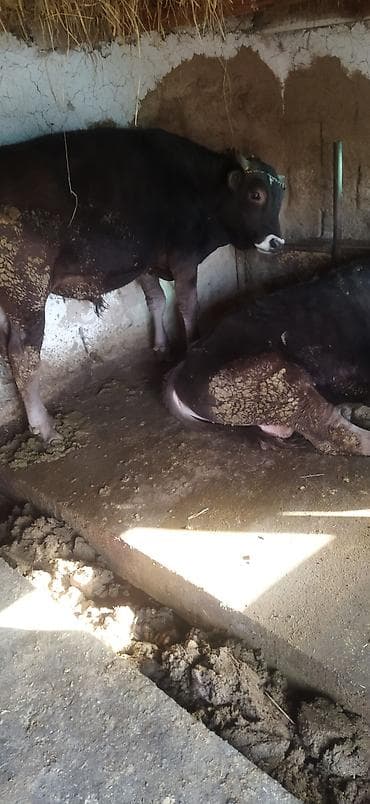 Башка жаныбарлар: Сатам | Бука (эркек) | Голштин | Бордоп семиртүү үчүн | Асыл тукумдуу — 6