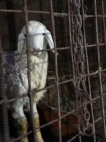 турецкий кангал цена: Продаю | Ягненок | Полукровка, Арашан | Для разведения | Племенные — 3