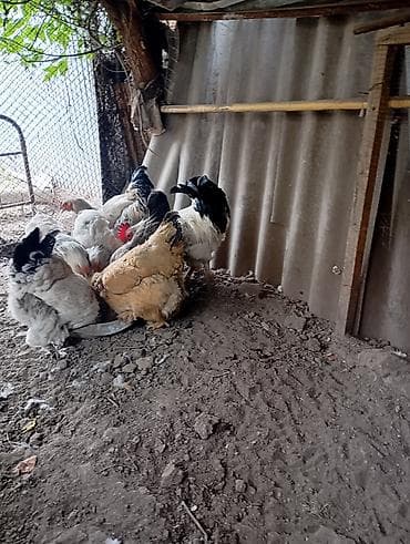 продам курей: Продаются 8 куриц и 3 петуха.находятся в городе Кант — 2