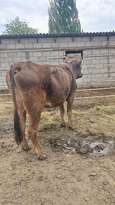 тук сокулук: Сатам | Уй (ургаачы) | Аргын | Көбөйтүү үчүн | Музоологондон кийин — 6