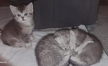 Мышыктар сатылат: Породистые котята скоттиш страйт и скотиш фолд, имеется документы — 4