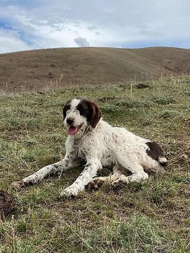 собака из приюта: Дратхаар, 1 год, Самка, С прививкой — 1