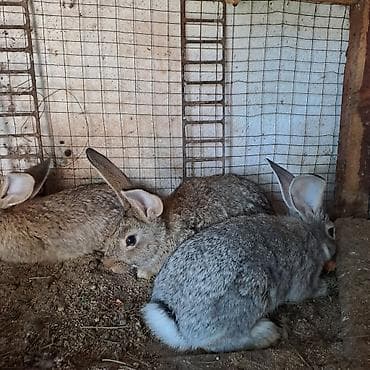 кролики великан: Продаю | Крольчата | Серый великан | Для разведения — 4