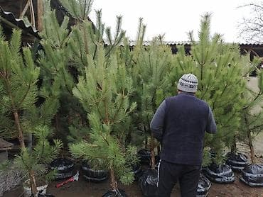 Бакча эмереги: Көчөттөр дарактардын: Кызыл карагайлар — 3