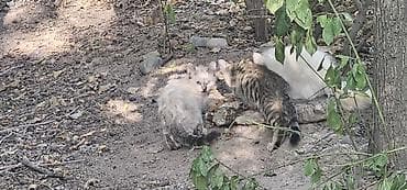 Животные: Котята красивые нуждаётся в доме, все из одного помёта. Окрасы — 3