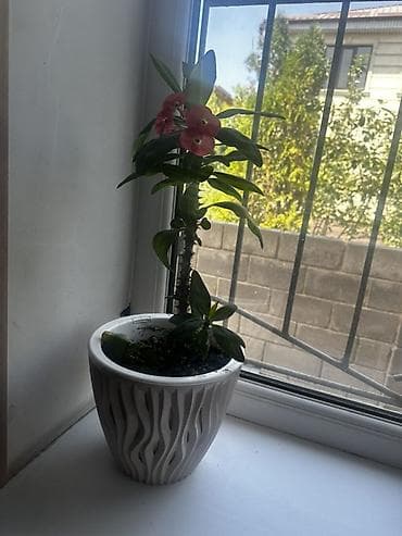 драконий фрукт: Комнатное растение — молочай Милла (Euphorbia milii), известный как — 1