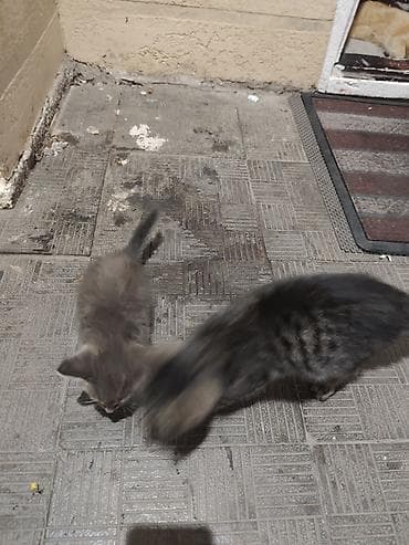 Мышыктар: Котята-полосатики - Порода: домашние короткошёрстные. - Окрас — 2