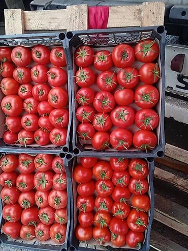 Ашкабак: Помидорлор Кызыл, Чекене — 1