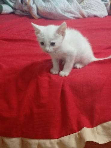 коша: Беспородная, 3 месяца, Девочка, Белый, Приучена к лотку — 3