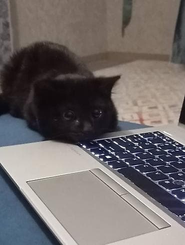 Вязка кошек: Кошка даром: Беспородная, 3 месяца, Девочка, Приучена к лотку — 3