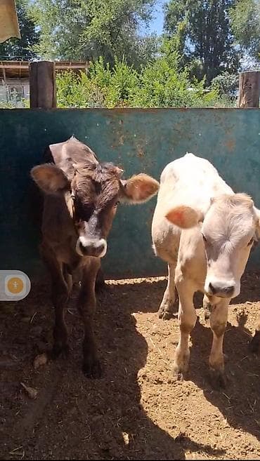 продать животных: Продаю | Музоо, торпок | Швицкая | Для разведения | Искусственник — 4