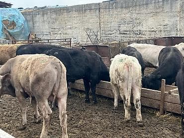 беркут птица: Продаю | Бык (самец) | На откорм — 6