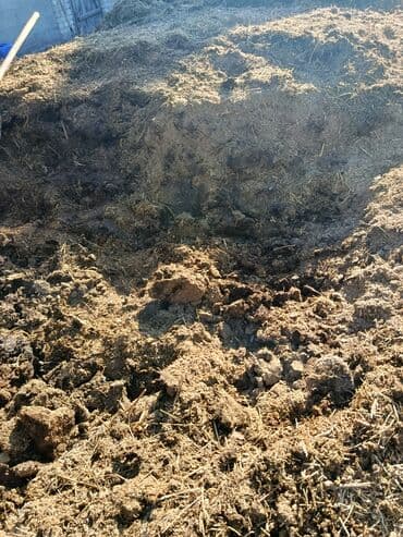 куринная ферма: Перепревший навоз, чириген кык. бесплатно самовывоз. Бишкек ак орго — 1