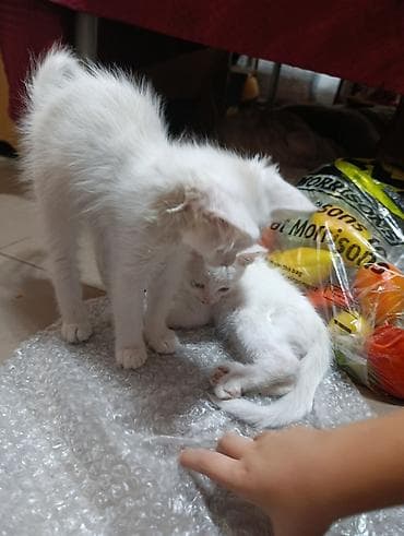 scottish fold: Отдам домашних котят. Оба пацаны. Сама выкармливала, ручные, не дают — 1