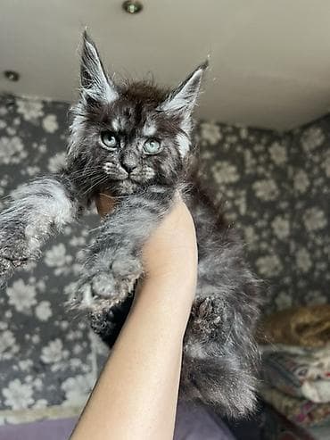 кошка продаётся: Эксклюзивные мощные котята Мейн куны с полным пакетом Документов — 10