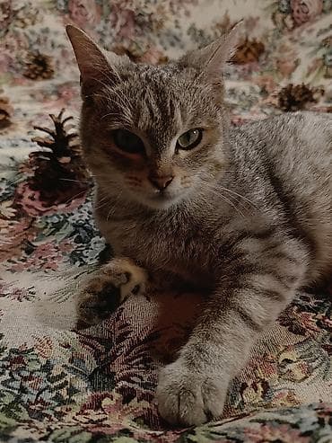 Продажа кошек: Отдам кошечку — 3