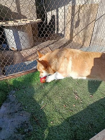 купить корги пемброк: Корги, мальчик и девочка, желательно вместе, возраст полтора года — 5