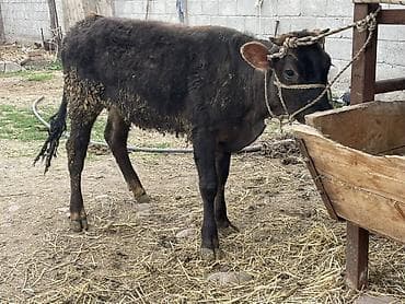 живой корм: Продаю | Бык (самец) | На откорм | Привязанные — 1