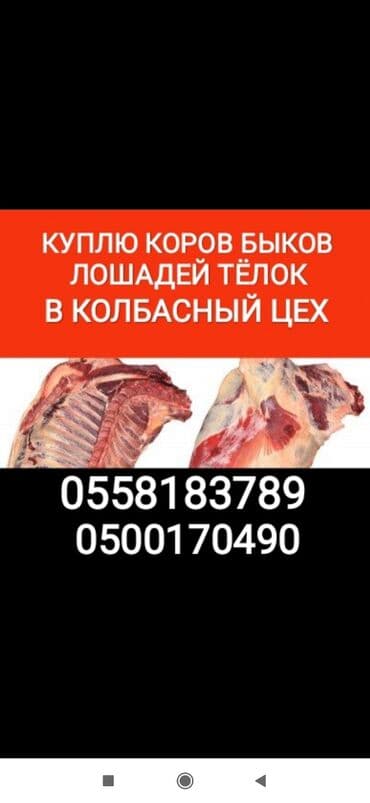 за сколько дней до отела корова наливает вымя: Куплю | Коровы, быки, Лошади, кони, Другие с/х животные | Круглосуточно, Любое состояние, Забитый — 1