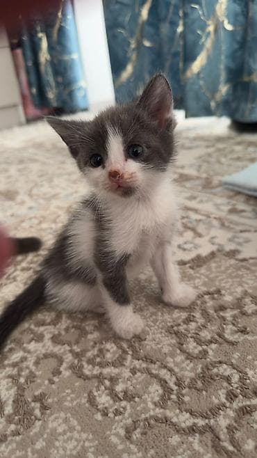 Отдам даром кошку: Кошка даром: Беспородная, 1 месяц, Мальчик, Приучена к лотку, Проглистована — 2