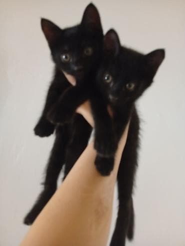 попугай корела: Даром!2 котёнка мальчик и девочка.возраст 2 месяца.мама шатланка — 1