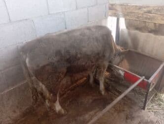 бычки теленок: Бычок мясного направления. - Возраст: молодой (по фото — — 1