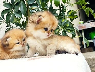 кошачий домик: 1 месяц, Девочка, Золотая шиншилла, Приучена к лотку, Проглистована — 7