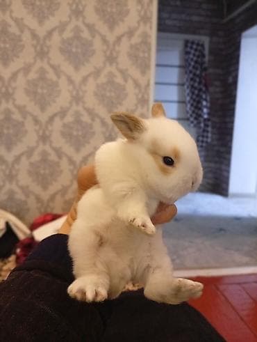 Башка жаныбарлар: Декоративные карликовые крольчата - Порода: карликовые (мини) — 10