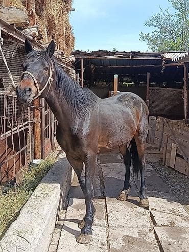 кой порода: Продаю | Конь (самец) | Рабочий — 6