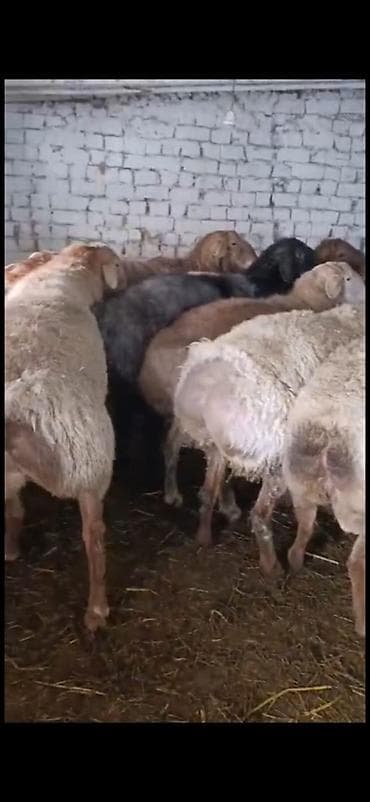 Продаю | Баран (самец) | Полукровка | На забой