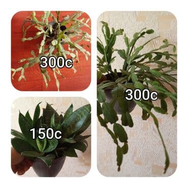 мебель бишкек: Саженцы цветка — 20