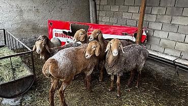 бычки 1 5: Продаю | Овца (самка) | На забой | Племенные — 5